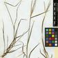 Herbarium Specimen Image