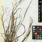 Herbarium Specimen Image