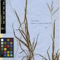 Herbarium Specimen Image