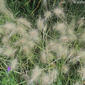 Feathertop Grass (Pennisetum villosum)