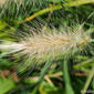Feathertop Grass (Pennisetum villosum)